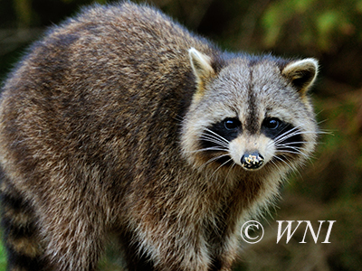 Northern Raccoon (Procyon lotor)
